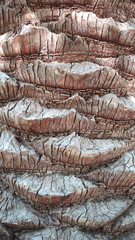 tropical tree trunk and nature wood texture or pattern