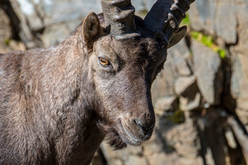 Close-up of Alpine ibex (Capra ibex) male with large horns in the Dolomites, South Tyrol, Italy