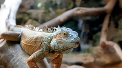 iguana on a branch