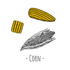 Corn. Vector cartoon illustration. Isolated. Hand-drawn style.