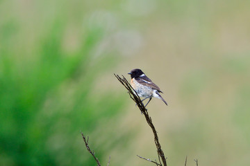 Schwarzkehlchen Familie in der Oberlausitz