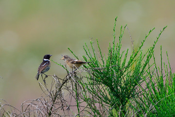 Schwarzkehlchen Familie in der Oberlausitz
