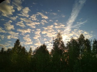 Obraz premium sunset in forest