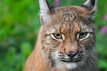 Eurasian lynx (Lynx lynx) close-up portrait
