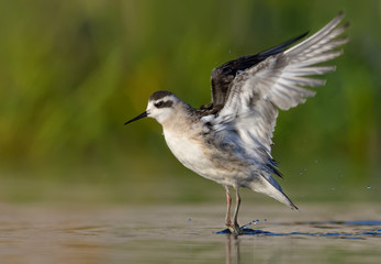 Young Red-necked phalarope flies off from water surface in summer evening with lifted and stretched wings 