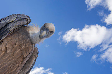 Worm's-eye view on griffon vulture (Gyps fulvus) looking down on prey against blue sky with white...