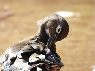 portrait of a vulture