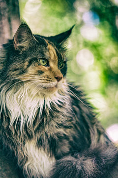 Maine Coon cat in the park. Photographed close-up.