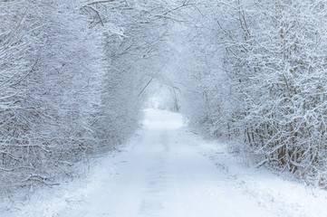 Road in winter through a tunnel of trees covered in frost and snow