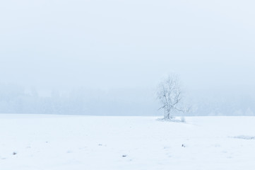 Panoramic view of misty winter landscape. Trees covered in frost and snow.