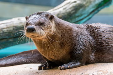 Obraz premium North American river otter / northern river otter / common otter (Lontra canadensis / Lutra canadensis) native to the the United States and Canada