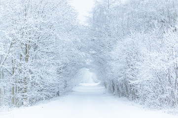 Road in winter through a tunnel of trees covered in frost and snow