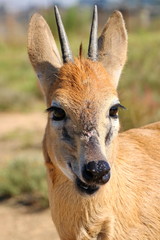 Duiker 932