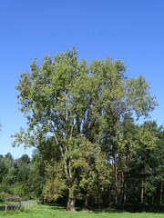 Fototapeta premium Imposanter Baum am Waldrand
