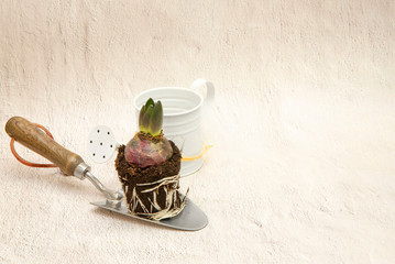 Repoting Hyacintus bud, soil with roots, trowel