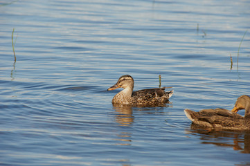 Obraz premium Female and Male duck swimming on a pond with green water while looking for food