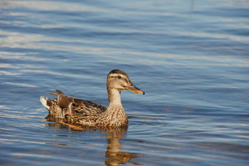 Female and Male duck swimming on a pond with green water while looking for food