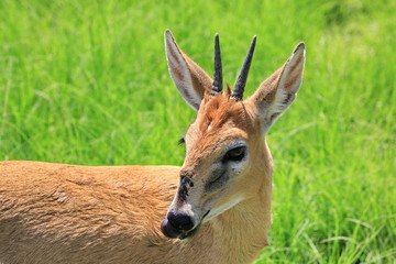 Duiker 1557