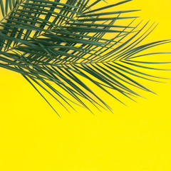 Beautiful tropical background in yellow with palm branches.