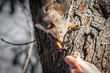 cute and funny squirrel adventures in the forest
