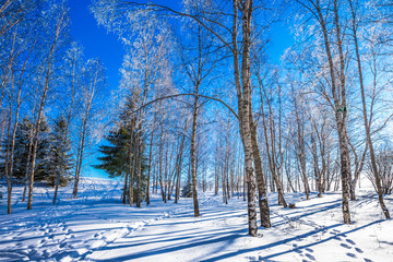 Frosty day in Lapland