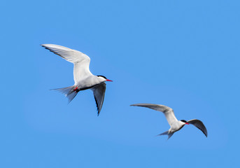 Two Arctic terns (Sterna paradisaea) in flight against blue sky