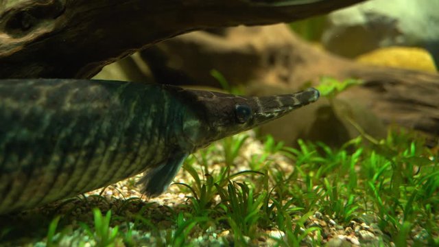 Fisch schwimmt im Aquarium