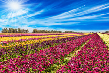 Naklejka premium Bright spring sun