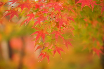 紅葉