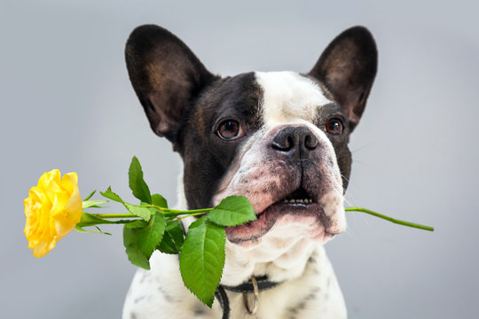 French bulldog with yellow rose in the muzzle for valentines day.