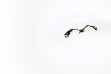 Volando libre