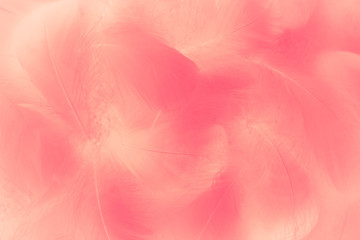 Fototapeta premium Beautiful abstract colorful white and red feathers on white background and soft white pink feather texture on pink pattern and light red background