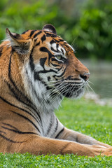 Sumatran tiger (Panthera tigris sondaica) close-up portrait, native to the Indonesian island of Sumatra, Indonesia