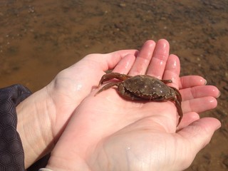 A brown north sea crab crustacean in the palm of a woman hand. edible shellfish marine life. Seaside food chain and cuisine. Fantastic crab claw fresh crab meat.