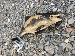 a dead propose dolphin washed up on a stony rock beach. pollution and injury causing death to mammal sealife. natural disaster and global warming killing marine life. plastic pollution disaster.