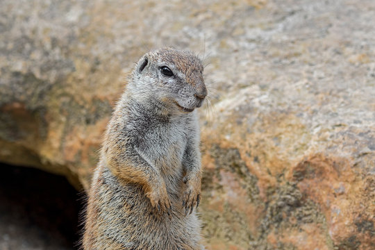 Xerus Bilder Durchsuchen 1,424 Archivfotos, und Videos