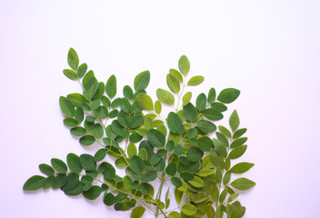 Moringa leaves with text space
