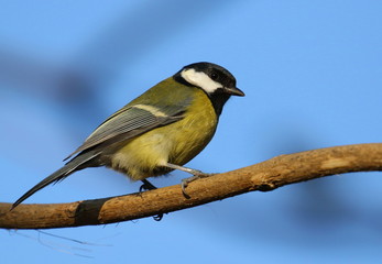Great tit on branch background, Parus major