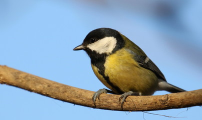 Great tit on branch background, Parus major