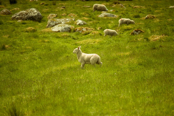 Obraz premium Landscape views. Irish field and hills with green grass and sheeps pasturing. Wicklow mountains, Glendalough, Ireland,