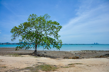 Tree on the rocky beach,The trees on the rocky beach against the backdrop of the blue sky in Bang Saray, Thailand.
