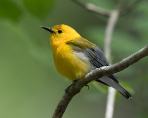 Prothonotary Warbler