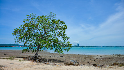 Tree on the rocky beach,The trees on the rocky beach against the backdrop of the blue sky in Bang Saray, Thailand.