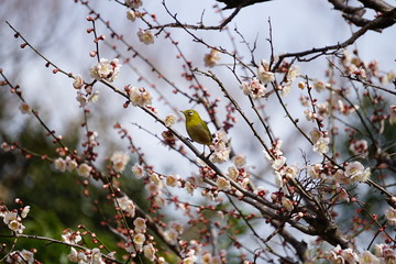 メジロと梅