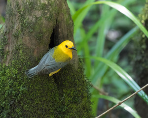 Prothonotary Warbler