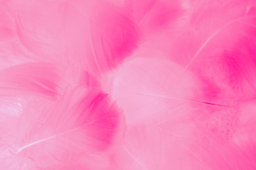 Obraz premium Beautiful abstract colorful white and red feathers on white background and soft white pink feather texture on pink pattern and light red background, love valentine day