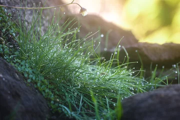 Grünes Gras mit Tautropfen bei Sonnenaufgang und Bokeh © Danny Wanders