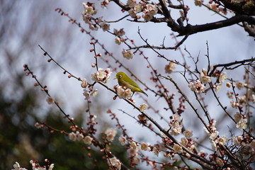 メジロと梅