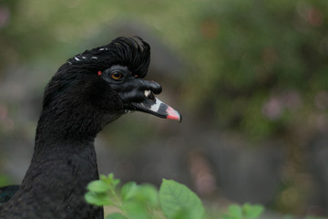 Retrato de un pato color negro