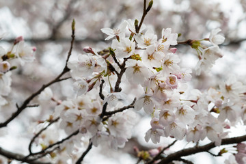 Sakura flowers festival,Spring Cherry blossoms white flowers on nature background at japan